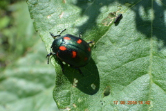 Leptinotarsa behrensi puncticollis