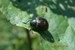 Leptinotarsa behrensi puncticollis
