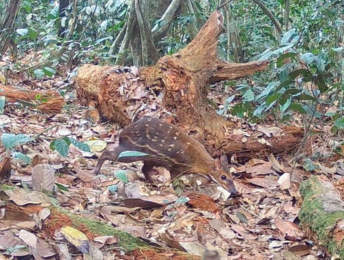 Water Chevrotain