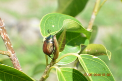 Coleoptera