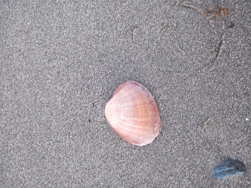 Smooth Clam