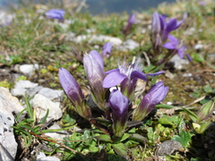 Gentianella aspera