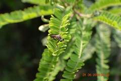 Asilidae