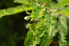Asilidae