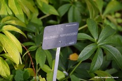Helleborus purpurascens