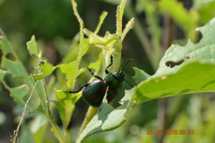 Leptinotarsa behrensi puncticollis