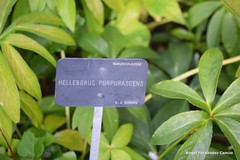 Helleborus purpurascens