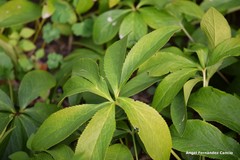 Helleborus purpurascens