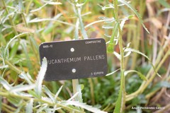 Leucanthemum pallens