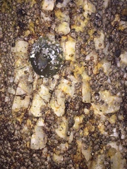 Anthopleura elegantissima