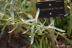 Leucanthemum pallens
