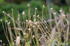 Leucanthemum pallens