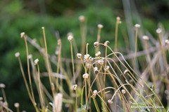 Leucanthemum pallens