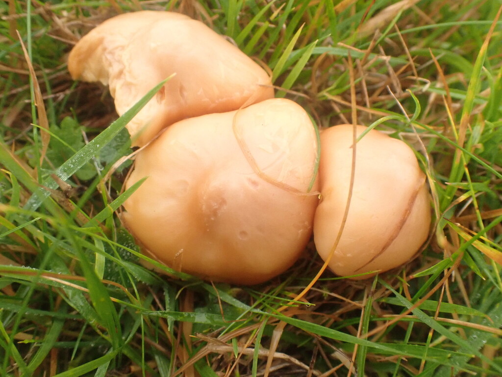 Cuphophyllus pratensis · December 2025 · photo: © johnlyden (iNaturalist, cc-by)