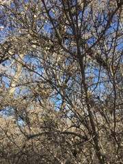 Forestiera pubescens pubescens