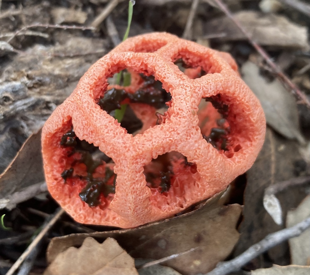 Clathrus ruber · December 2025 · photo: © lucian_clanet (iNaturalist, cc-by)