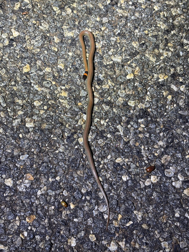 Orange-naped Snake sighting