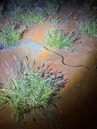 Mulga Snake sighting