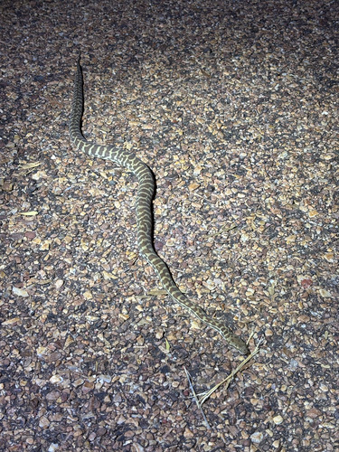 Children's Python sighting