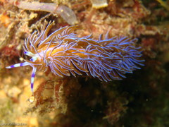 Pteraeolidia ianthina