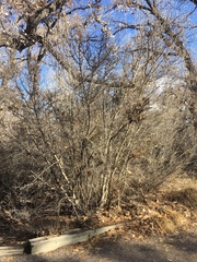 Forestiera pubescens pubescens