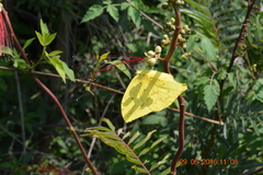 Phoebis neocypris virgo