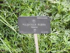 Pulsatilla rubra