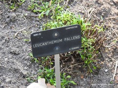 Leucanthemum pallens
