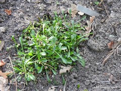 Leucanthemum pallens