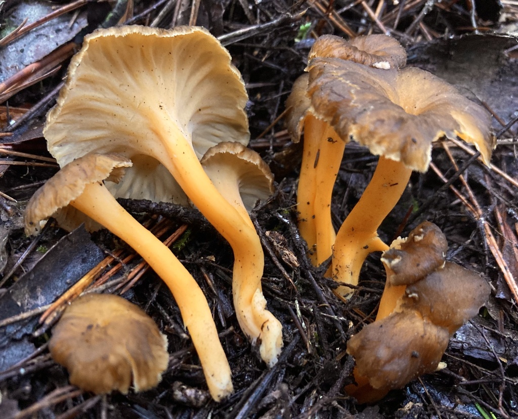Craterellus lutescens