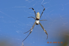 Trichonephila clavipes