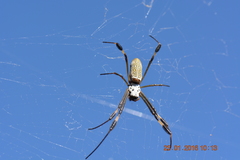 Trichonephila clavipes