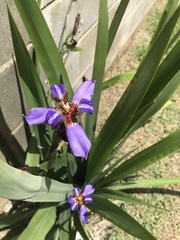 Trimezia coerulea
