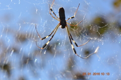 Trichonephila clavipes