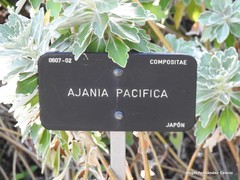 Ajania pacifica