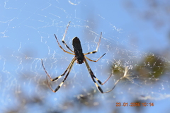 Trichonephila clavipes
