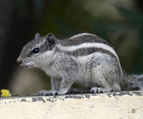 Five-striped Palm Squirrel