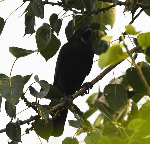 Large-billed Crow