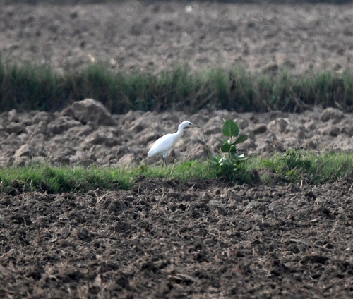 Eastern Cattle-Egret