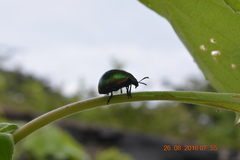 Leptinotarsa behrensi puncticollis
