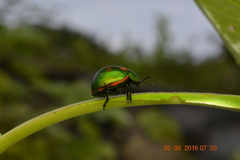 Leptinotarsa behrensi puncticollis