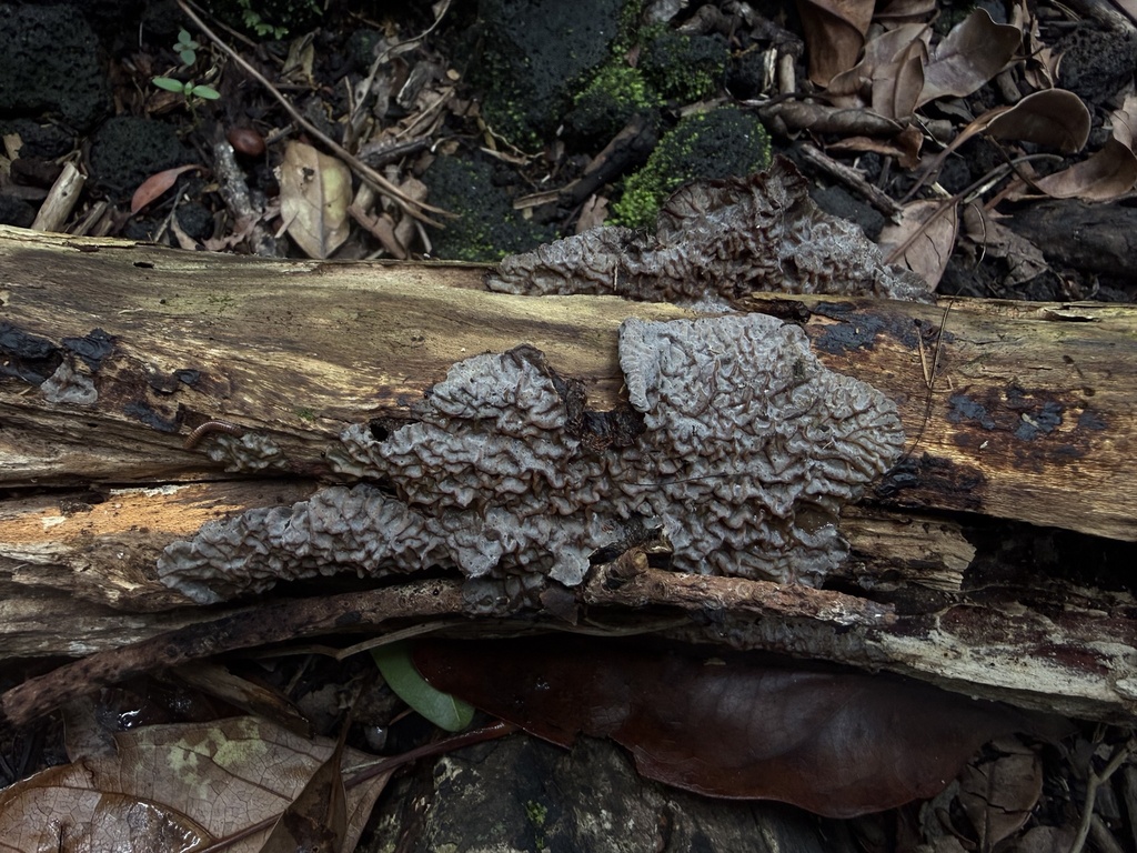 Auricularia sp. 'RE01'