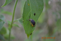 Nestinus auriquadrum