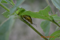 Nestinus auriquadrum