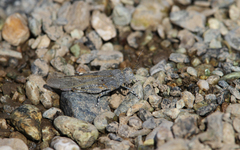 Sphingonotus corsicus