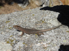 Archaeolacerta bedriagae