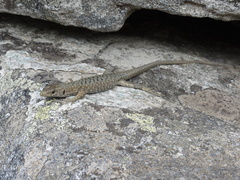 Archaeolacerta bedriagae