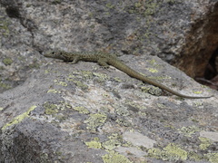 Archaeolacerta bedriagae