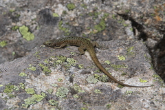 Archaeolacerta bedriagae