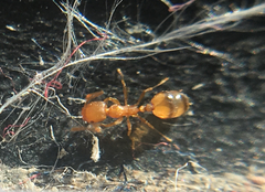 Monomorium pharaonis